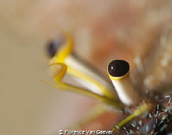 Eyes of a heremit crab by Florence Van Gaever 